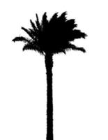 Isolated Silhouette of Palm Trees on White Background. Vector Illustration.