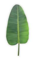 Naturalistic colorful leaf of banana palm. Vector Illustration.