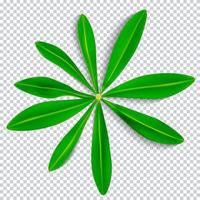 Naturalistic Colorful Lupine Leaf on Transparent Background. Vector Illustration