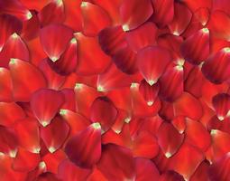 Set of Naturalistic Rose Petals. Vector Illustration.