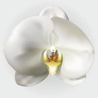 Naturalistic Beautiful Colorful White Orchid.Vector Illustration. vector