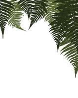 Fern Leaf Vector Background Illustration