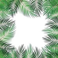 Fondo de vector de hoja de palma con ilustración de marco blanco