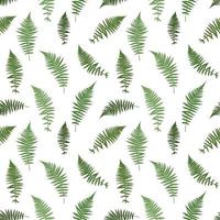 Fern Leaf Vector Background Illustration