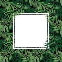 Palm Leaf Vector Background  with White Frame Illustration