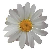 Colorful naturalistic beautiful chamomile on White Background. Vector Illustration.