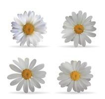 Colorful Naturalistic Beautiful 3D Chamomile Set. Organic Cosmetic Ingredients Isolated Vector Illustration