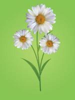 Colorful Naturalistic Beautiful 3D Chamomile Background Vector Illustration