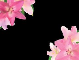 Vector Illustration with Pink Lily Isolated on Black Background