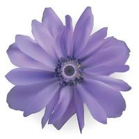 Purple Anemone Flower. Realistic Vector Illustration
