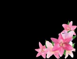 Vector Illustration with Pink Lily Isolated on Black Background