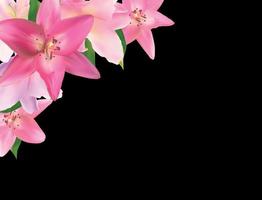 Vector Illustration with Pink Lily Isolated on Black Background