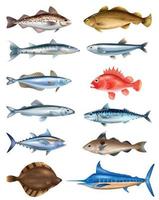 Sea Fish Realistic Set vector