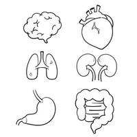 hand drawn human internal organs icon set with lungs kidneys stomach intestines brain heart spleen and liver. doodle cartoon vector