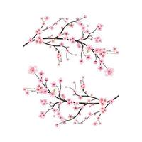 Watercolor cherry blossom vector. Pink sakura flower background. Cherry blossom flower blooming vector. Cherry blossom branch with sakura flower. Sakura on white background. Watercolor cherry bud. vector