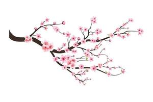 Watercolor cherry bud. Cherry blossom flower blooming vector.  Cherry blossom branch with sakura flower. Sakura on white background. Pink sakura flower background. Watercolor cherry blossom vector. vector