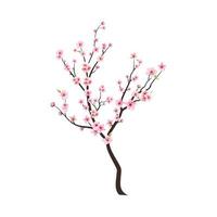 Watercolor cherry bud. Cherry blossom branch with sakura flower. Watercolor cherry blossom vector. Pink sakura flower background. Cherry blossom flower blooming vector. Sakura on white background. vector