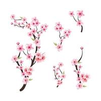 Watercolor cherry blossom vector. Cherry blossom flower blooming vector. Pink sakura flower background. Cherry blossom branch with sakura flower. Sakura on white background. Watercolor cherry bud. vector