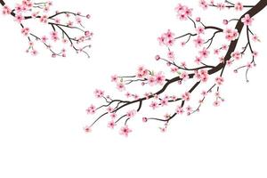 Cherry blossom branch with sakura flower. Watercolor cherry blossom vector. Pink sakura flower background. Sakura on white background. Watercolor cherry bud. Cherry blossom flower blooming vector. vector