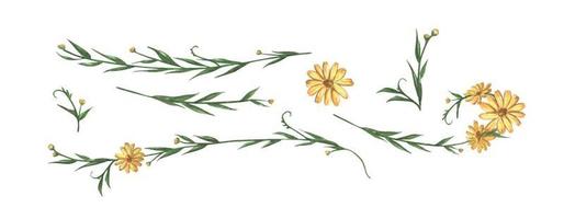 Yellow flower and leaves set. Watercolor illustration. vector