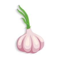 garlic vector illustration