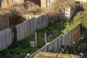 Fox in the garden hiding from people. photo