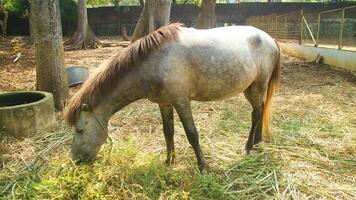 White horses from Asia are eating grass photo