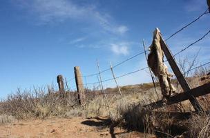 Dead coyote hanging on a crooked barbed wire fence in the desert photo