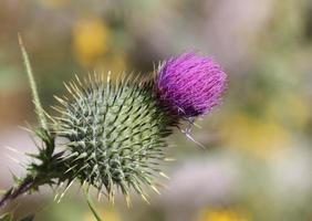 Profile of sole purple thistle blossom with closeup of thorns photo