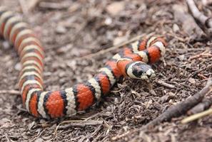 Primer plano de acercarse a la serpiente de leche en el suelo del bosque leñoso foto