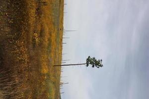 Weak, lonely pine tree standing solo in meadow of golden wildflowers photo