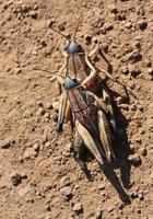 Two Plains Lubber Grasshoppers connected in a romantic embrace photo