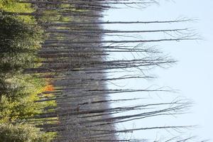 Exuberantes álamos que se apoderan de los restos de pino ponderosea carbonizado en el bosque nacional de Gila foto