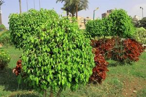 trees in the garden photo