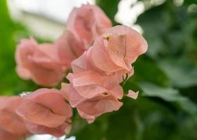 Pink bougainvillea flowers on a blurred green background. photo