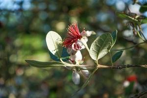 flores de feijoa sobre un fondo verde borroso. foto