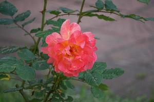 flor exuberante rosa naranja sobre un fondo verde borroso.