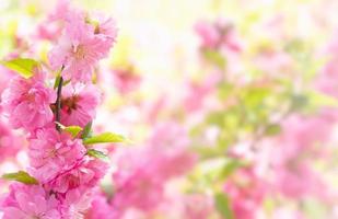 delicate pink floral background with Sakura flowers. photo