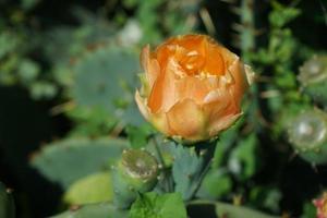 Orange flower of prickly pear on the thick green leaves photo