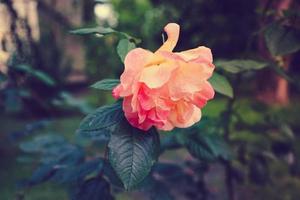 flor exuberante rosa naranja sobre un fondo verde borroso. foto