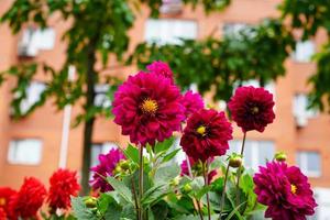 Pink Dahlia flowers on a blurry building background