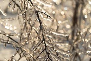 Natural background with ice crystals on plants photo