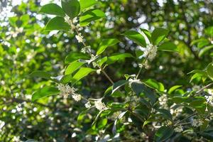 Fondo vegetal de las ramas de osmanthus perfumado. foto