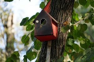 Comedero para pájaros en un árbol con un pájaro colocado en el parque de la ciudad. foto