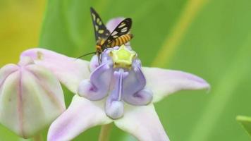 video macro de insectos