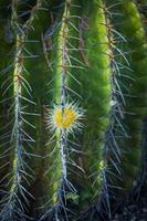 close up little pup of echion barrel cactus