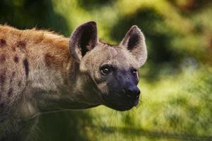 face of hyena photo