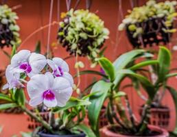 orchid in garden photo