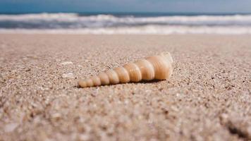 shell on blurred beach background photo