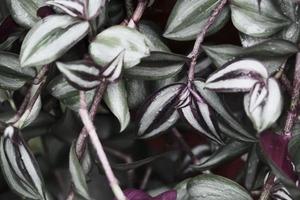 close-up of purple and green wet foliage in the spring garden photo